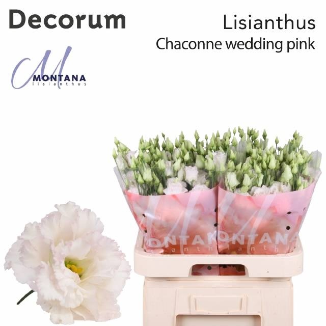 <h4>EUS G CHAC WED PINK</h4>