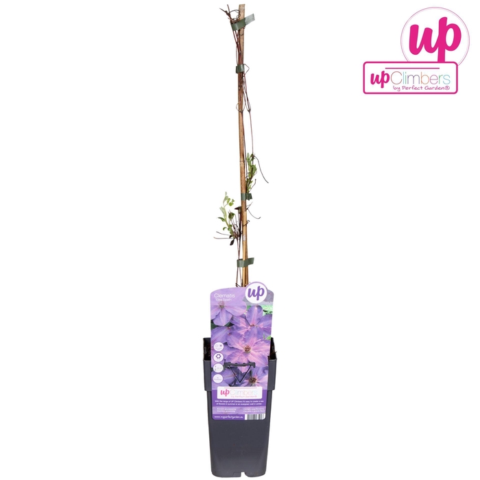 <h4>Clematis</h4>