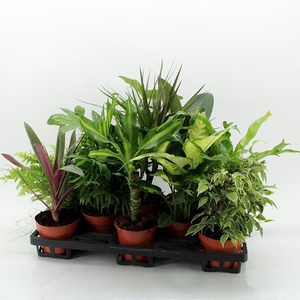Z-10F Mixplanten Floratino