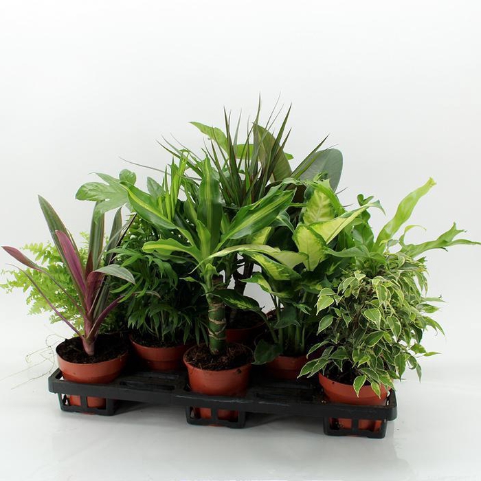 <h4>Z-10F Mixplanten Floratino</h4>