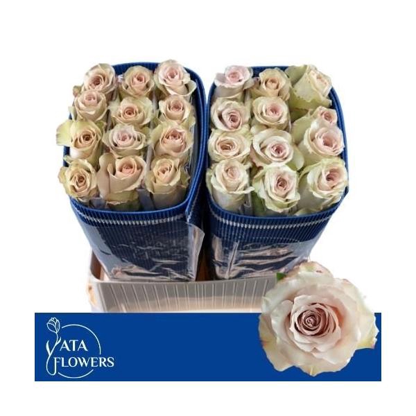 <h4>R Gr Quicksand L7</h4>