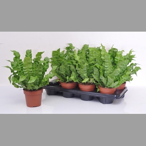 ASPLE NI CRISPY WAVE