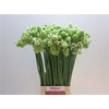 Ornithogalum Saundersiae