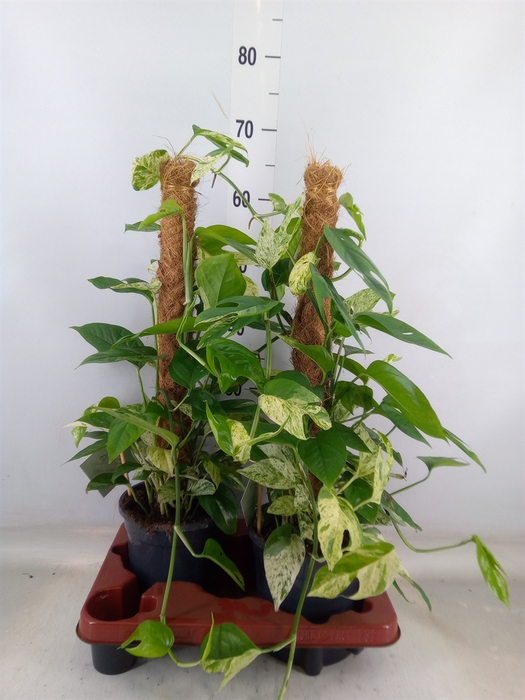 <h4>Epipremnum pinn. 'Marble Variegata'</h4>