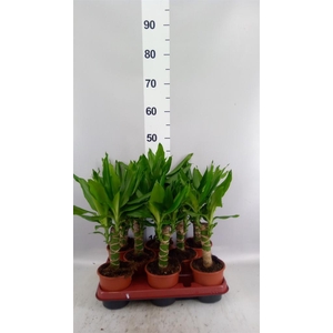 Dracaena frag. 'Steudneri'
