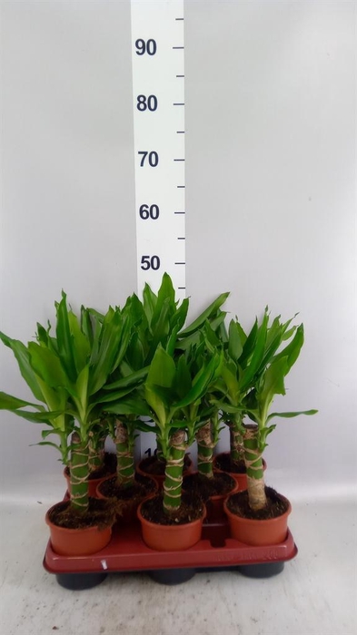 <h4>Dracaena frag. 'Steudneri'</h4>
