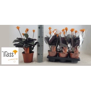 CALAT CROCATA