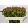 Leucadendron Ayoba Cherry Pearl Spray