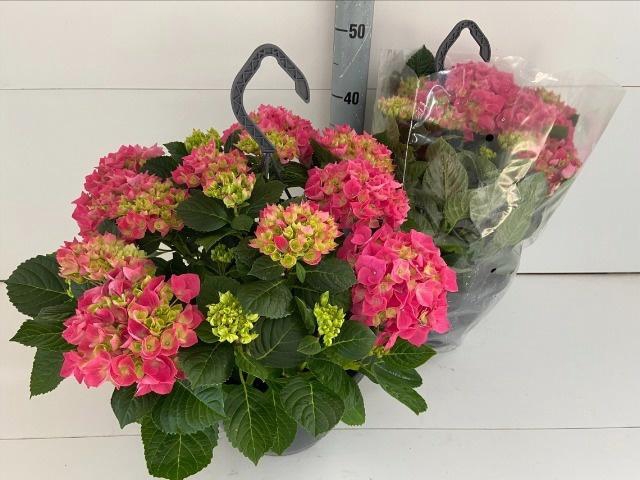 <h4>HYDR M HI CANAL</h4>