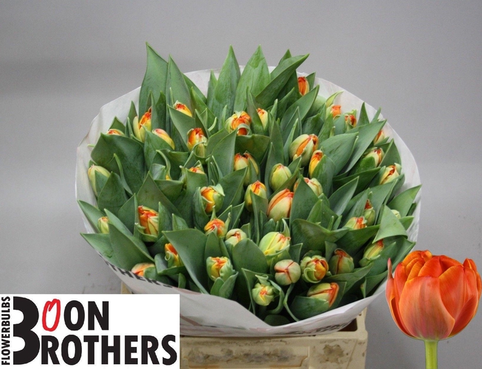 <h4>TU DU QUEENSDAY</h4>