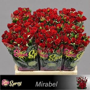 R TR MIRABEL