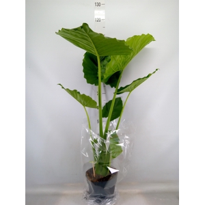 Alocasia gageana