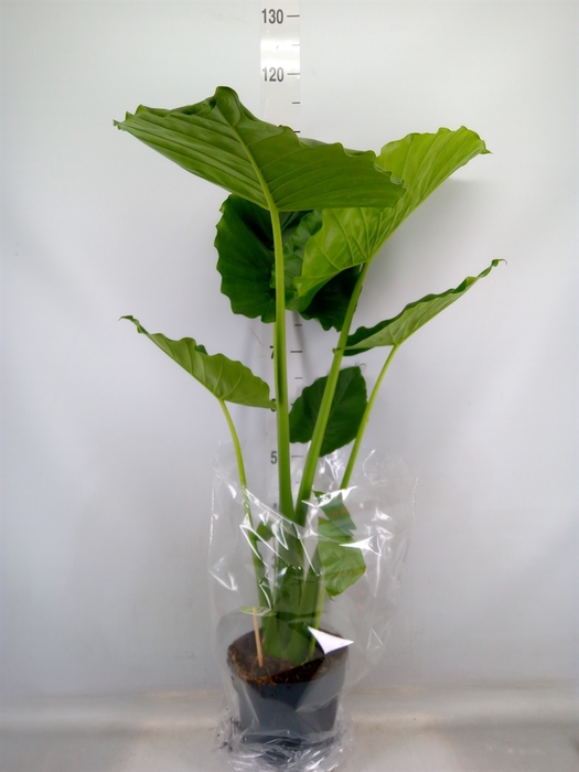 <h4>Alocasia gageana</h4>