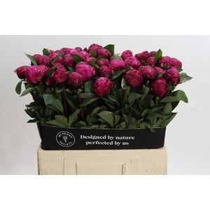Paeonia Red Sarah