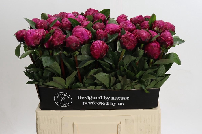 <h4>Paeonia Red Sarah</h4>