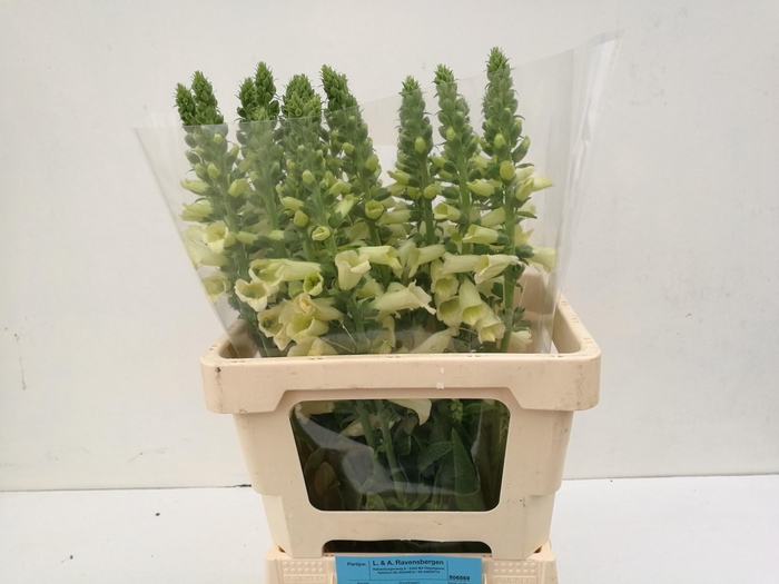 <h4>DIGI CAMELOT CREAM</h4>