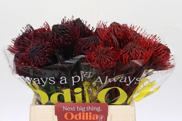 <h4>Nutans Painted Mix</h4>