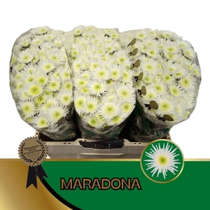 CHR SAN MARADONA CHR S MARADONA