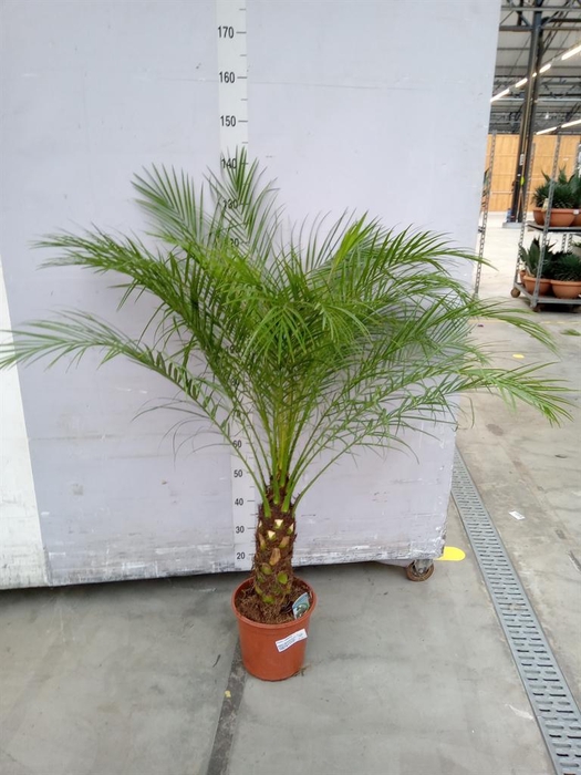 <h4>Phoenix roebelenii</h4>