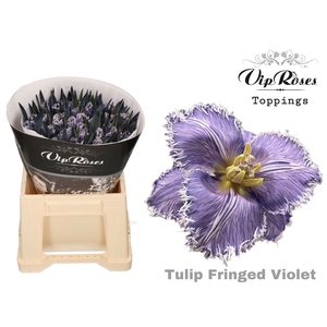 Tulipa fr paint violet