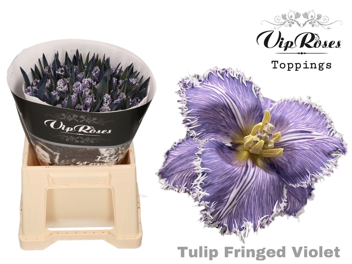 Tulipa fr paint violet