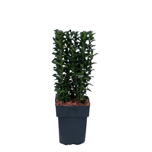 Euonymus japonicus 'Green Spire' P17