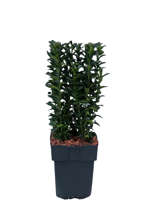 <h4>Euonymus japonicus 'Green Spire' P17</h4>