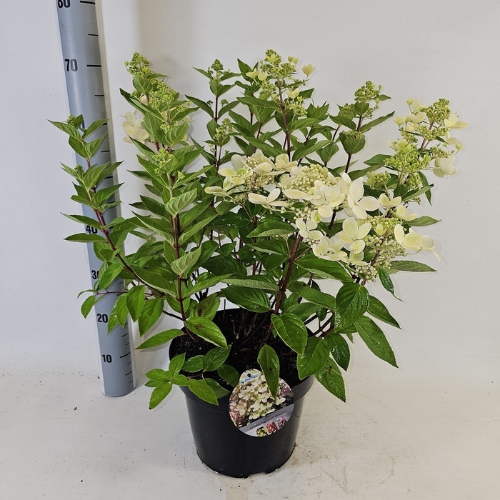 <h4>HYDR PANICULATA</h4>