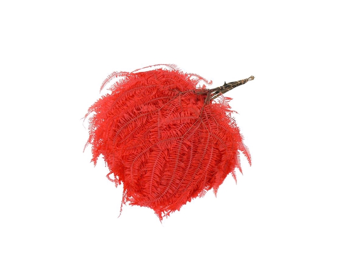<h4>Mountian Fern Abs Red</h4>