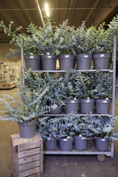 <h4>Eucal Gunnii</h4>