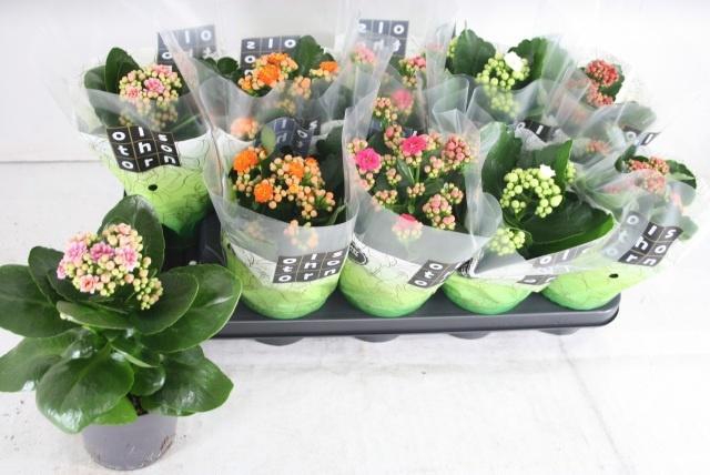 <h4>KAL GE GEM 5 KL</h4>