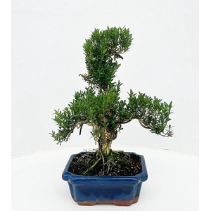 Bonsai