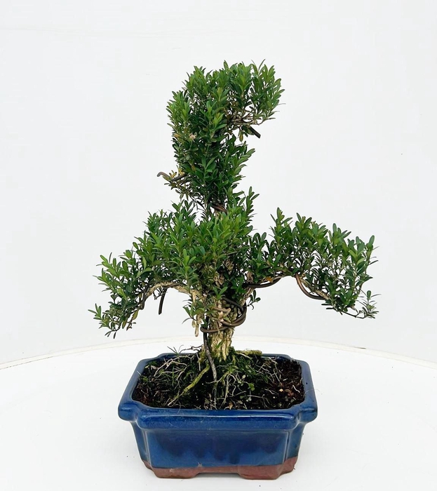 <h4>Bonsai</h4>