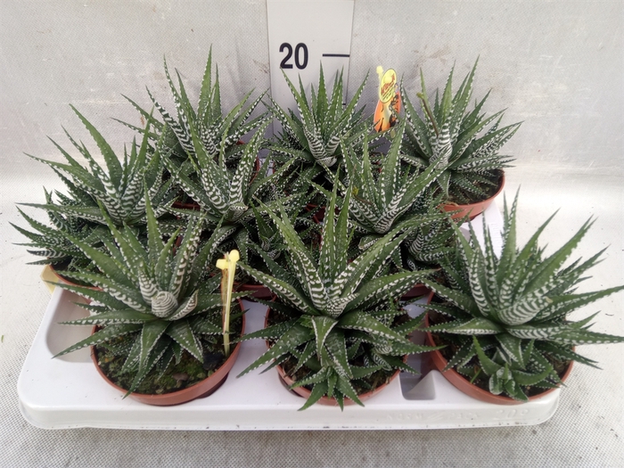 <h4>Haworthia fasciala 'Big Band'</h4>