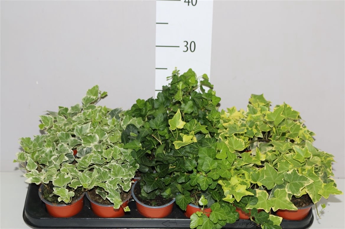 <h4>Hedera He Gemengd</h4>