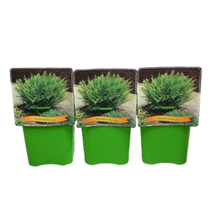 Dryopteris filix-mas