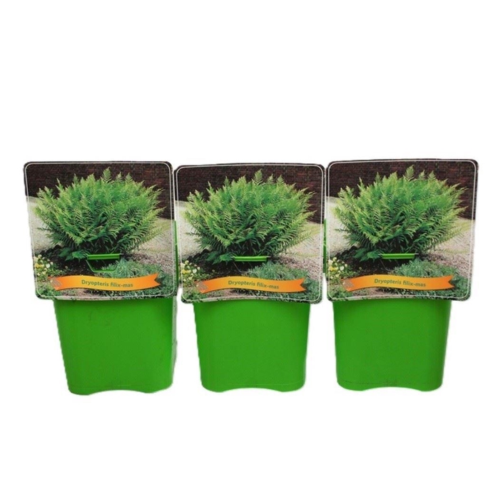 <h4>Dryopteris filix-mas</h4>