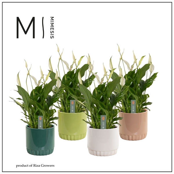 <h4>Mimesis Spathiphyllum Bellini -13 cm in Liam - Natural Bubble</h4>