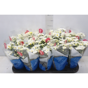 CRISANTEMO MINI P11 BRANCO