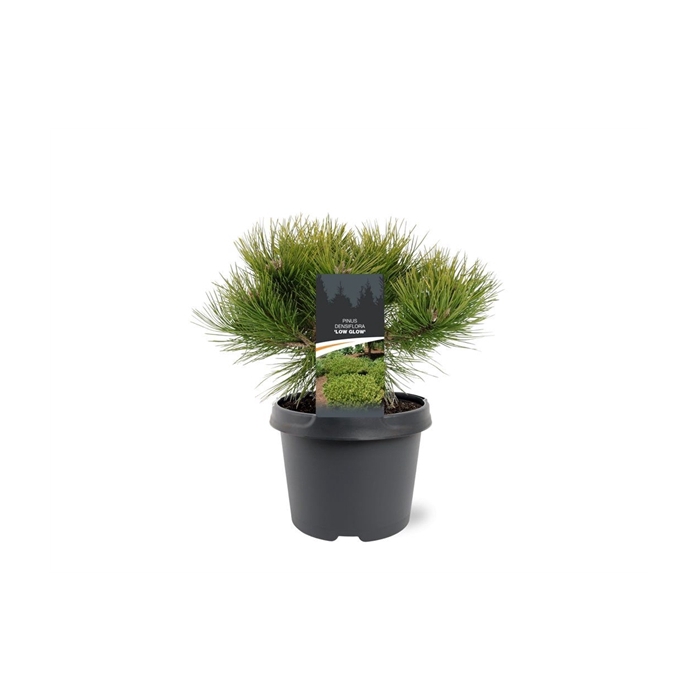 <h4>Pinus densiflora 'Low Glow'</h4>