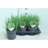 Panicum Virgatum Totem Pole Prairie Sky'