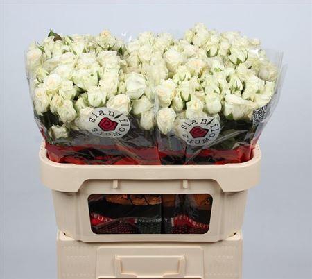 <h4>R Tr Snowy Blossoms</h4>