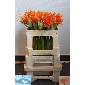 SCAD ORANGE WONDER
