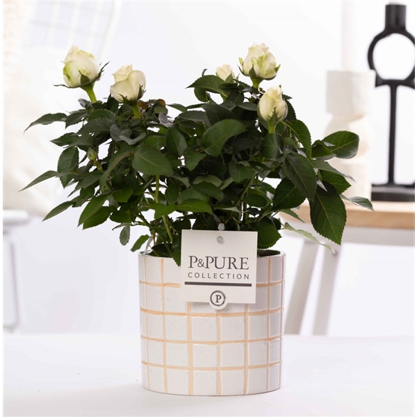<h4>Rosa white in P&PURE Tirza ceramics</h4>