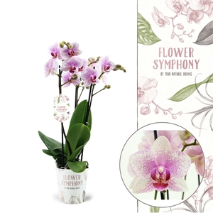 Flower Symphony | Rotterdam | Phalaenopsis 3 spike