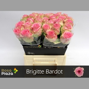 R GR BRIGITTE BARDOT