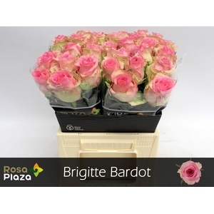 R GR BRIGITTE BARDOT