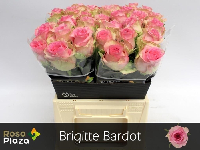 <h4>R GR BRIGITTE BARDOT</h4>