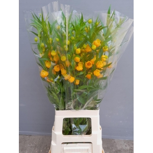 SANDERSONIA ROY HIGH