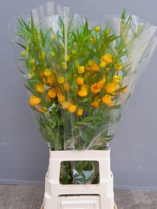 <h4>SANDERSONIA ROY HIGH</h4>